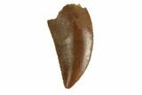 Serrated, Raptor Tooth - Real Dinosaur Tooth #144618-1